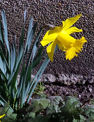 Narzisse vor der Wand