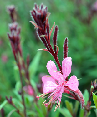 Blüte einer Prachtkerze