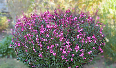 Prachtkerzen im Garten