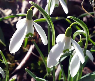 Schneegloeckchen weiss