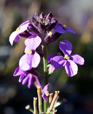 Blüte Erysimum