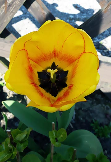 Tulpen Bild Nummer 8