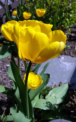 gelbe Tulpen