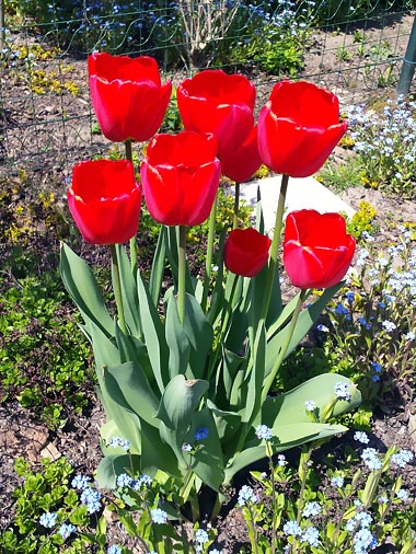 rote Tulpen