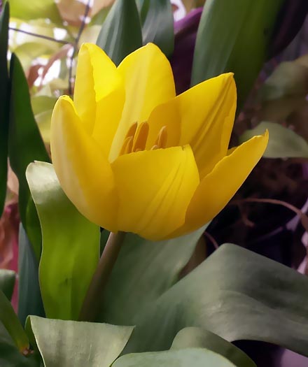 Tulpe gelb geschnitten