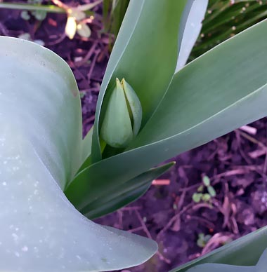 Tulpen Knospen