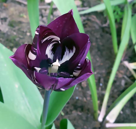 Tulpe weinrot