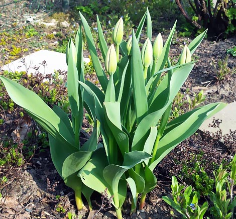 Tulpen Bild Nummer 6