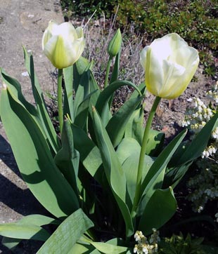 Tulpen weiss