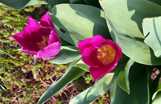 Tulpe pink