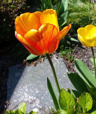 Tulpe orange (Motiv 07)