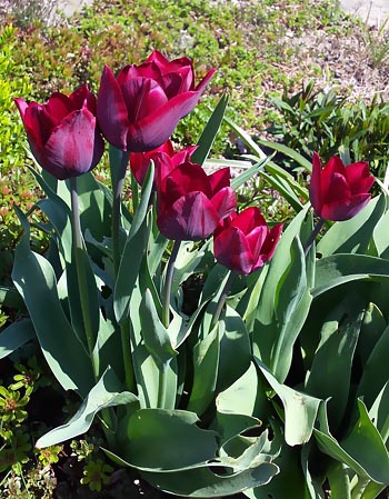 Tulpen Weinrot (Motiv 12)