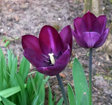 Tulpen Weinrot (Motiv 14)