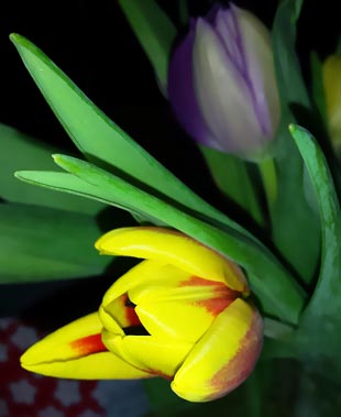 Tulpen