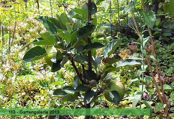 Zwei-Apfel-Baum