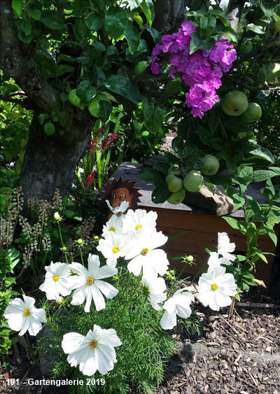 Phlox und Cosmea