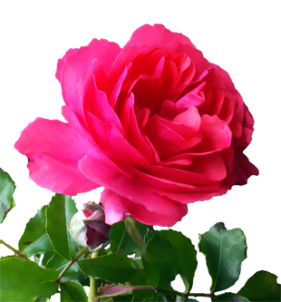 Rose rote Rose
