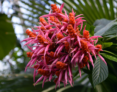 Impressionen Royal Botanic Gardens