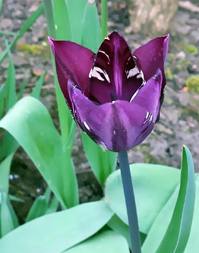 Tulpe Blüte
