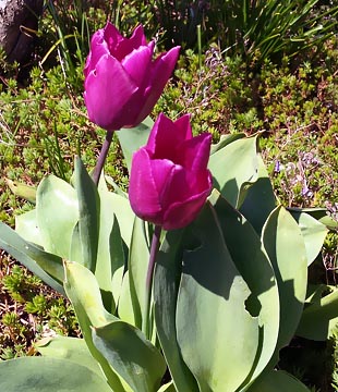 Tulpen