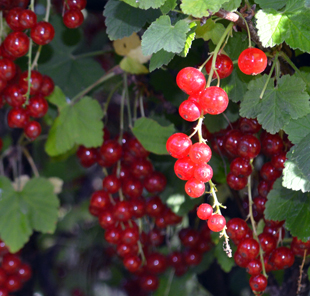 Rote Johannisbeeren