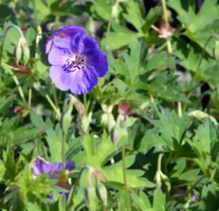 Gartenblumen