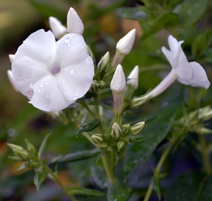 Gartenblume