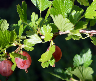 Stachelbeeren