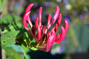 Gartenblume