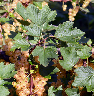 Weisse Johannisbeeren