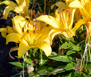 Lilien